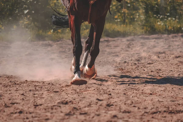 Brązowy Koń Stóp Dokonywanie Kurz Piasek Pole — Zdjęcie stockowe