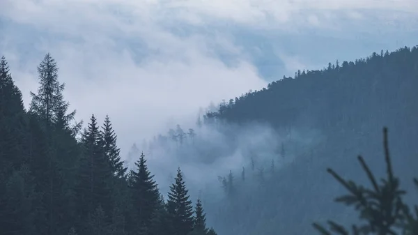 Batı Karpat Dağları Nda Sisli Ormanın Panoramik Görünüm — Stok fotoğraf