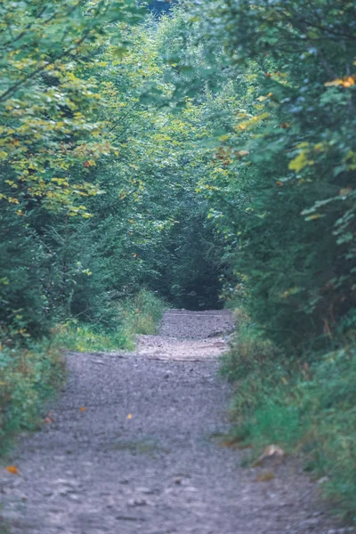 Route Gravier Simple Été Campagne Avec Des Arbres Autour — Photo