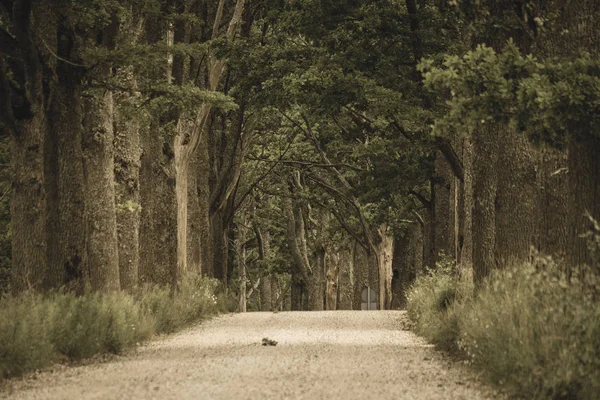 周りの木々 と田舎で夏にシンプルなカントリー砂利道 — ストック写真