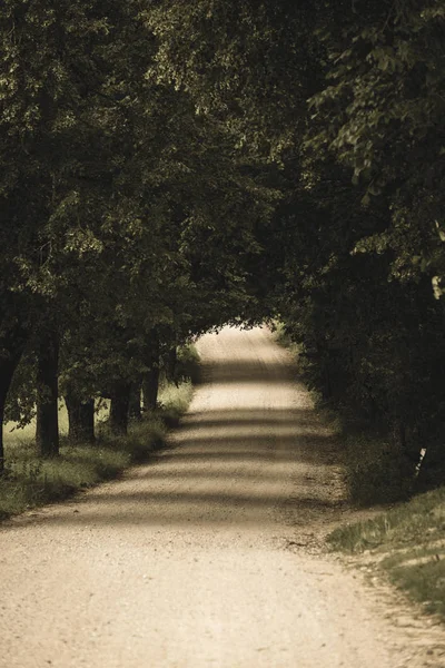 Semplice Strada Sterrata Campagna Estate Campagna Con Alberi Intorno — Foto Stock