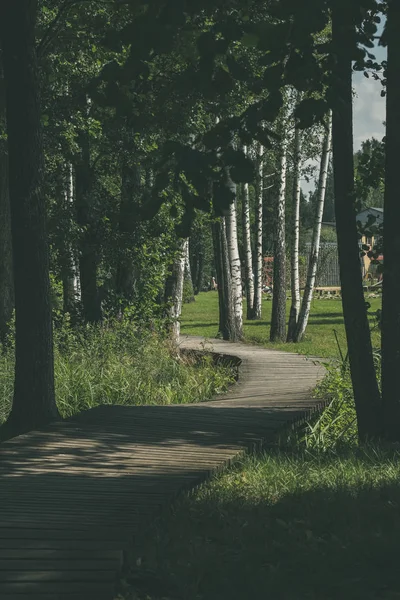 Dřevěný Chodník Bažině Krásný Večer Sluneční Světlo Zelené Listoví Letní — Stock fotografie