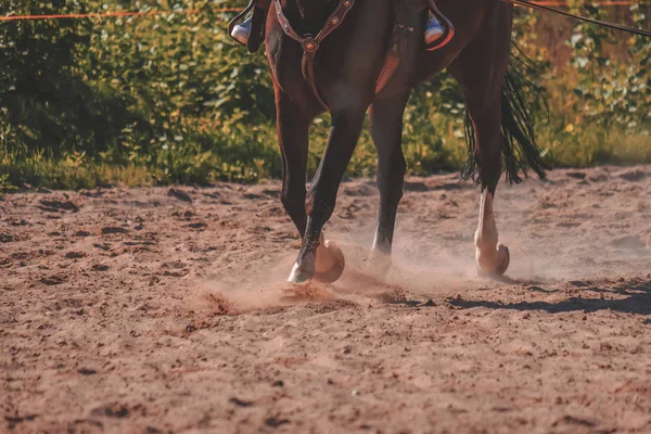 Brown Horse Feet Making Dust Sand Field — стоковое фото