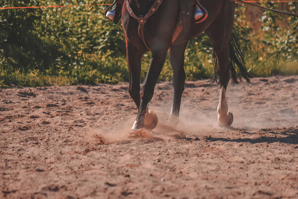Brown horse feet making dust in sand field

