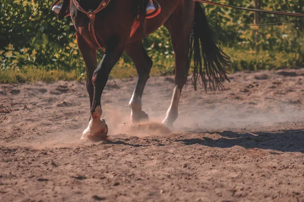 Brown Horse Feet Making Dust Sand Field — стоковое фото