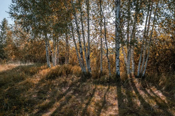 Birch Tree Stammar Textur Direkt Solljus Sommardag — Stockfoto