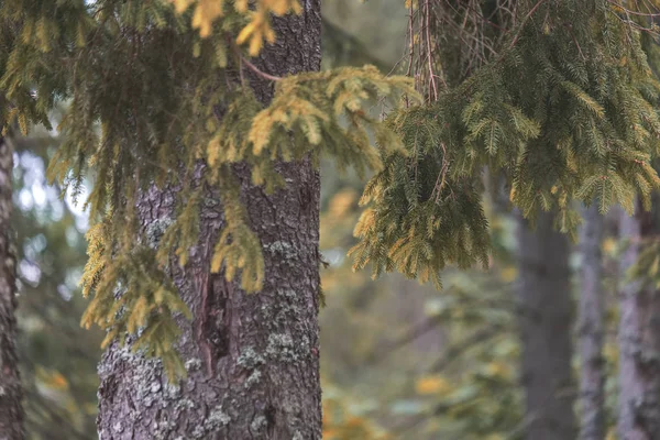 Σιλουέτες Κορμού Δέντρο Στο Δάσος Τις Υφές Πράσινο Φύλλωμα Φόντο — Φωτογραφία Αρχείου