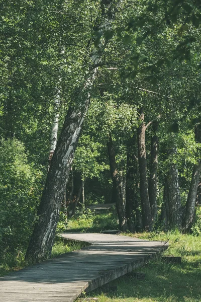 Dřevěný Chodník Bažině Krásný Večer Sluneční Světlo Zelené Listoví Letní — Stock fotografie