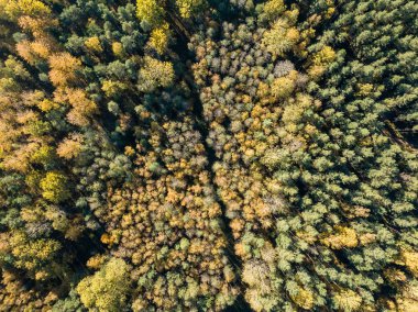 alanları ve ormanları sonbahar sezonu, kırsal alanın havadan görünümü 