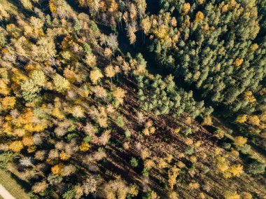 alanları ve ormanları sonbahar sezonu, kırsal alanın havadan görünümü 