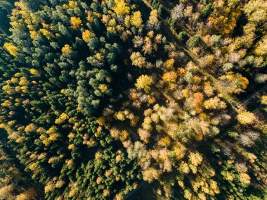 alanları ve ormanları sonbahar sezonu, kırsal alanın havadan görünümü 
