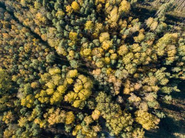 alanları ve ormanları sonbahar sezonu, kırsal alanın havadan görünümü 