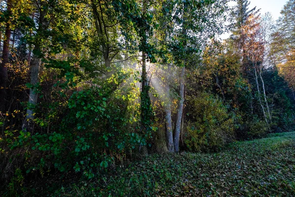 Raggi Sole Attraverso Foglie Albero Colorate Autunnali Nella Foresta Nebbiosa — Foto Stock