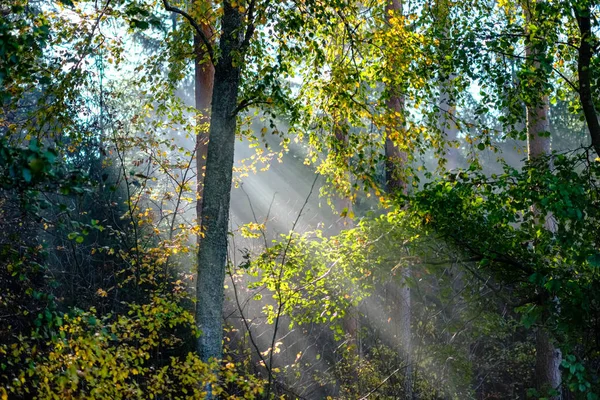 Solen Strålar Igenom Höstens Färgade Träd Lämnar Dimmiga Skogen — Stockfoto