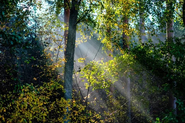 Sun Rays Autumn Colored Tree Leaves Misty Forest — Stock Photo, Image
