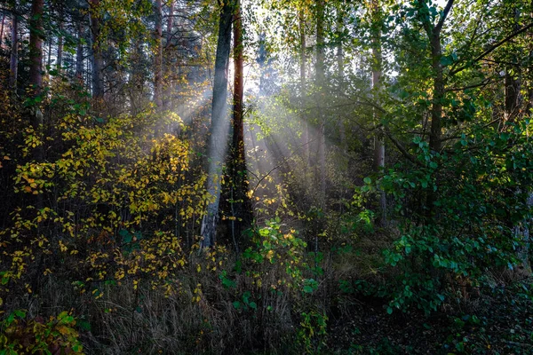 Sonnenstrahlen Durch Herbstfarbene Baumblätter Nebligen Wald — Stockfoto