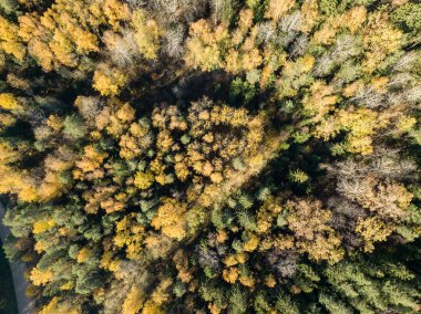 Sonbahar kırsal alanda sarı ve yeşil renkli ağaçlar orman, Letonya ile havadan görünümü.