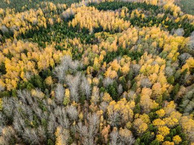 Sonbahar kırsal alanda sarı ve yeşil renkli ağaçlar orman, Letonya ile havadan görünümü.