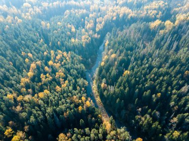Sonbahar renkli orman, Letonya dalgalı Gauja nehir havadan görünümü.