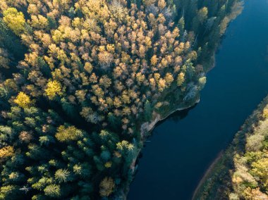 Sonbahar renkli orman, Letonya dalgalı Gauja nehir havadan görünümü.