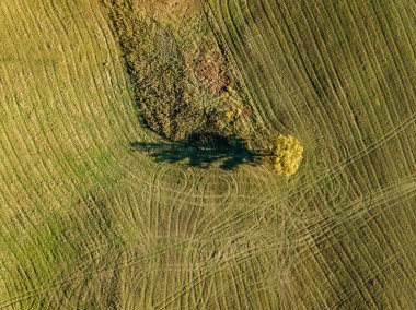 Havadan görünümü ile renkli sarı sonbahar alanıyla kırsal alanının sonbahar ağaç Letonya.