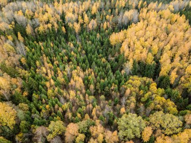 Sonbahar kırsal alanda sarı ve yeşil renkli ağaçlar orman, Letonya ile havadan görünümü.