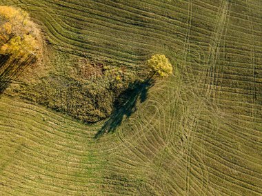 Havadan görünümü ile renkli sarı sonbahar alanıyla kırsal alanının sonbahar ağaç Letonya.