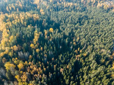 Sonbahar kırsal alanda sarı ve yeşil renkli ağaçlar orman, Letonya ile havadan görünümü.