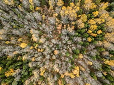Sonbahar kırsal alanda sarı ve yeşil renkli ağaçlar orman, Letonya ile havadan görünümü.