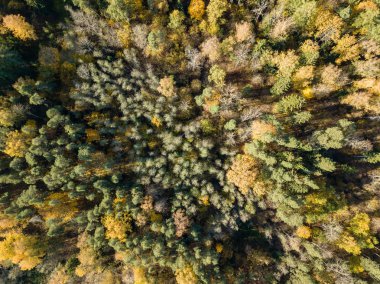 Sonbahar kırsal alanda sarı ve yeşil renkli ağaçlar orman, Letonya ile havadan görünümü.