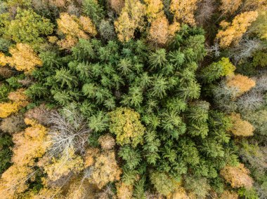 Sonbahar kırsal alanda sarı ve yeşil renkli ağaçlar orman, Letonya ile havadan görünümü.