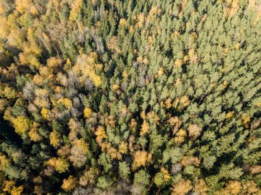 Sonbahar kırsal alanda sarı ve yeşil renkli ağaçlar orman, Letonya ile havadan görünümü.