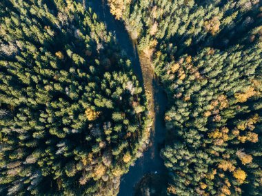 Sonbahar renkli orman, Letonya dalgalı Gauja nehir havadan görünümü.