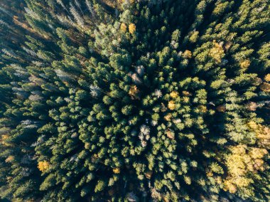 Sonbahar kırsal alanda sarı ve yeşil renkli ağaçlar orman, Letonya ile havadan görünümü.