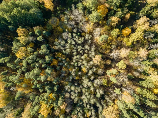 Vista Aérea Zona Rural Outono Com Árvores Cor Amarela Verde — Fotografia de Stock