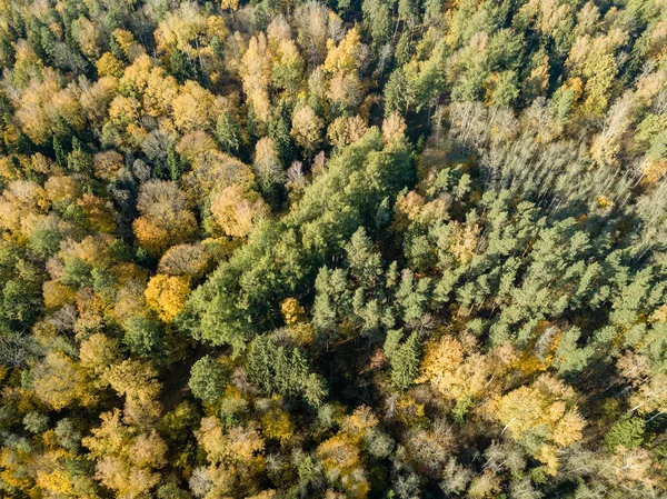 拉脱维亚森林中黄绿色树的秋季乡村鸟瞰图 — 图库照片