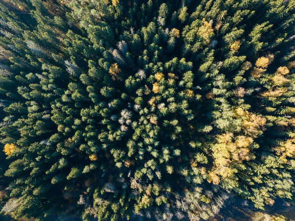 フォレスト ラトビアの黄色と緑の色の木で秋に農村地域の航空写真 — ストック写真
