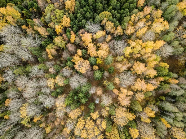 拉脱维亚森林中黄绿色树的秋季乡村鸟瞰图 — 图库照片