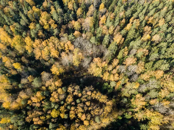 Vista Aérea Zona Rural Outono Com Árvores Cor Amarela Verde — Fotografia de Stock