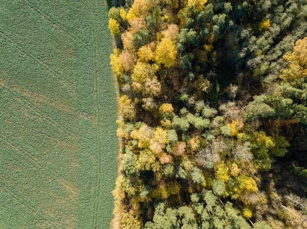 Vista Aérea Área Rural Com Árvores Outono Coloridas Campo Amarelas — Fotografia de Stock