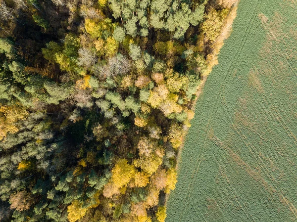 Vista Aérea Área Rural Com Árvores Outono Coloridas Campo Amarelas — Fotografia de Stock