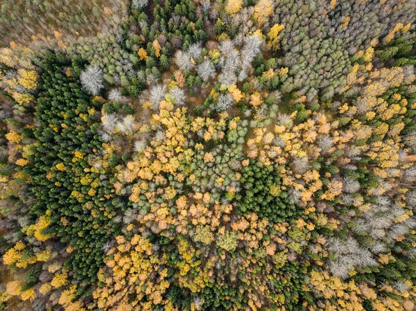 Εναέρια Άποψη Αγροτική Περιοχή Του Φθινοπώρου Κίτρινο Και Πράσινο Χρωματισμένα — Φωτογραφία Αρχείου