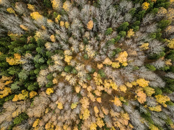 拉脱维亚森林中黄绿色树的秋季乡村鸟瞰图 — 图库照片