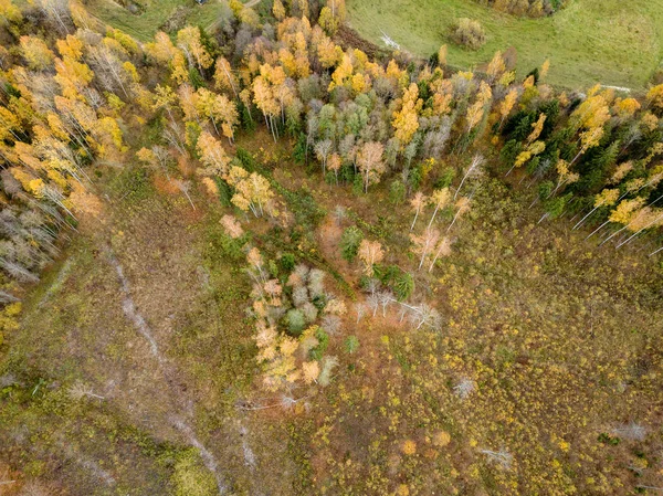 Vista Aérea Zona Rural Outono Com Árvores Cor Amarela Verde — Fotografia de Stock