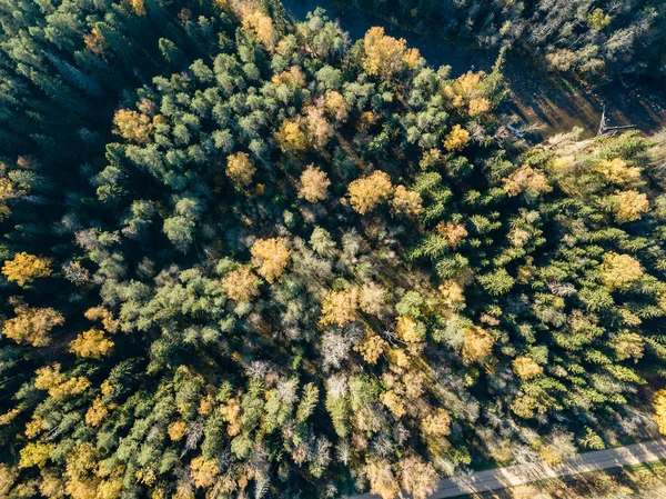 Вид Воздуха Сельскую Местность Осенью Желтыми Зелеными Деревьями Лесу Латвия — стоковое фото