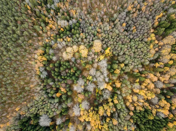 Vista Aérea Zona Rural Outono Com Árvores Cor Amarela Verde — Fotografia de Stock