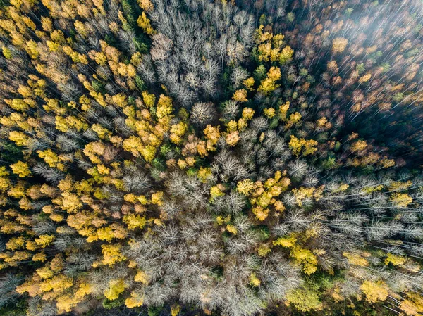 Widok Lotu Ptaka Obszarów Wiejskich Jesieni Żółtych Zielonych Kolorowe Drzewa — Zdjęcie stockowe