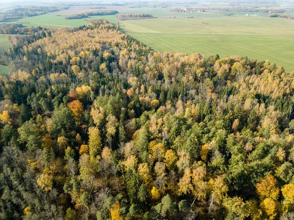 Aerial view of rural area in autumn with yellow and green colored trees in forest, Latvia.