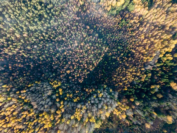 Sonbahar Kırsal Alanda Sarı Yeşil Renkli Ağaçlar Orman Letonya Ile — Stok fotoğraf