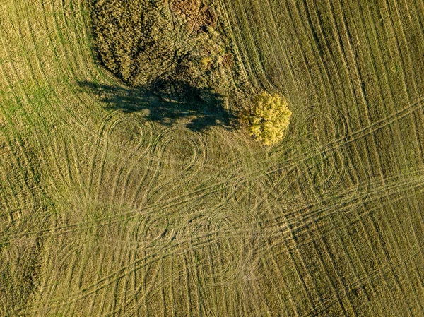 Letecký Pohled Venkovské Oblasti Polem Podzim Žluté Barevné Pád Stromu — Stock fotografie